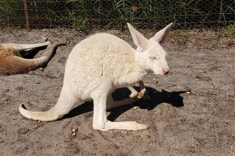 Very Best Of Perth Tour - Wildlife Park & City Highlights Tour - Accommodation Daintree 3
