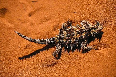 4-Day Coastal Loop Via Monkey Mia Wild Dolphins Kalbarri Pinnacles Perth Return - Accommodation Daintree 5