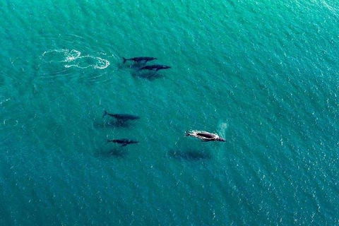 40-45 Minute Port Stephens And Stockton Beach Helicopter Flight - For 2 - Accommodation Daintree 0