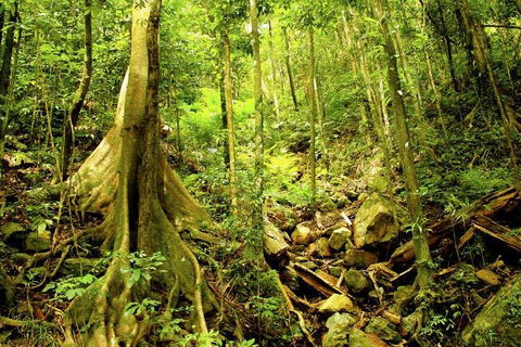 Barron Gorge And Kuranda National Park Half Day Rainforest And Waterfall 4WD Tour From Cairns - Accommodation Daintree 4