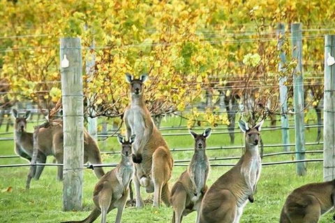 Margaret River Indulge And Discover Day Tour - Accommodation Daintree 0