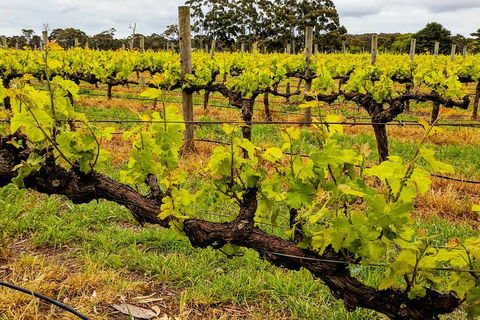 Margaret River Indulge And Discover Day Tour - Accommodation Daintree 5