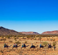 Alice Springs Camel Tour - Accommodation Daintree