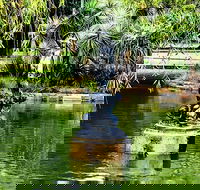 Discover Sydney - Botanic - Accommodation Daintree
