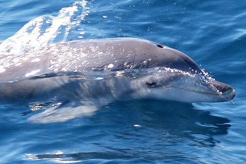 Jervis Bay Dolphin Watch Cruise - Accommodation Daintree 0
