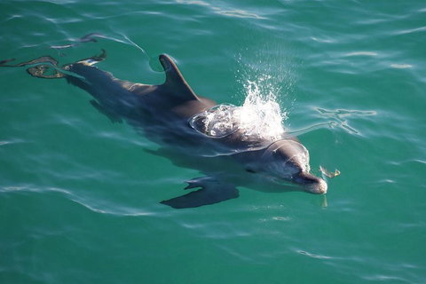 Jervis Bay Dolphin Watch Cruise - Accommodation Daintree 1