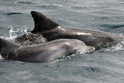 Jervis Bay Dolphin Watch Cruise - Accommodation Daintree 2