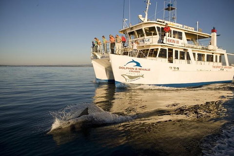 Jervis Bay Dolphin Watch Cruise - Accommodation Daintree 3
