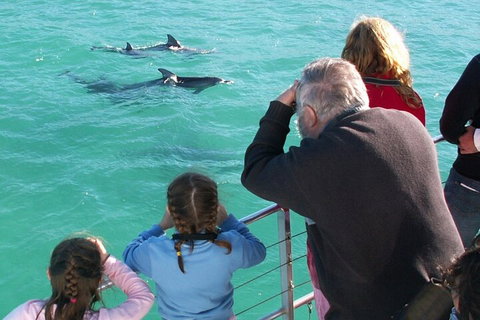 Jervis Bay Dolphin Watch Cruise - Accommodation Daintree 4