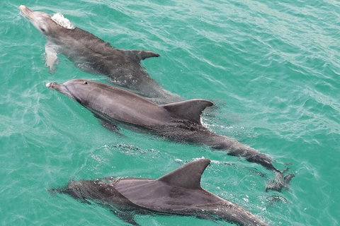 Jervis Bay Dolphin Watch Cruise - Accommodation Daintree 5