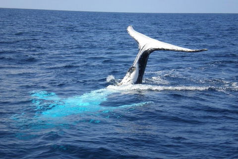Whale Watching Jervis Bay - Accommodation Daintree 0