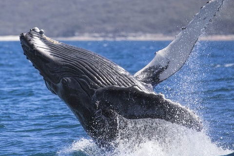 Whale Watching Jervis Bay - Accommodation Daintree 2