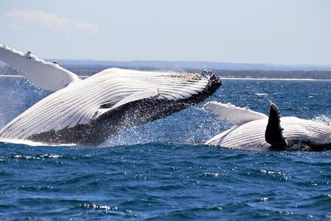 Whale Watching Jervis Bay - Accommodation Daintree 5