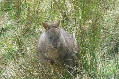 Leven Canyon Day Trip Including Wings Wildlife Park Or Gunns Plains Caves - Accommodation Daintree 3