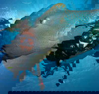 Great Barrier Reef Snorkeling and Diving Cruise from Cairns - Accommodation Daintree