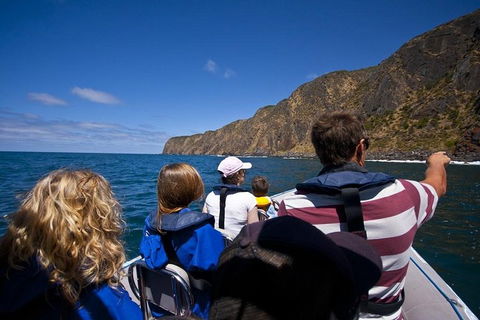 Seal Island Boat Tour From Victor Harbor - Accommodation Daintree 0