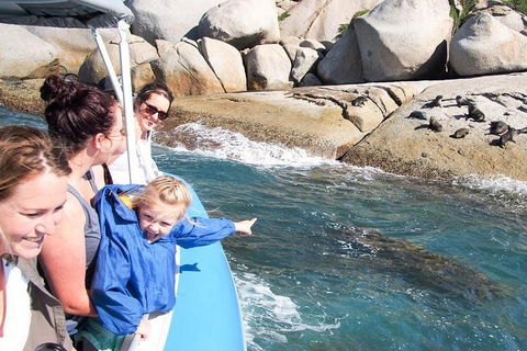 Seal Island Boat Tour From Victor Harbor - Accommodation Daintree 4