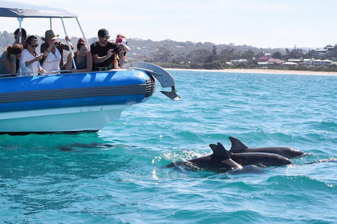 Seal Island Boat Tour From Victor Harbor - Accommodation Daintree 5