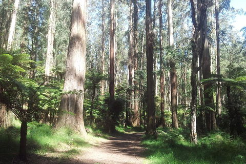 Dandenong Ranges Private Tour Including William Ricketts Sanctuary - Accommodation Daintree 0