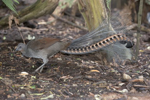 Dandenong Ranges Private Tour Including William Ricketts Sanctuary - Accommodation Daintree 4
