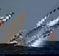 Sydney Harbour Tall Ship Whale  Sail - Whale Watching Cruise - Accommodation Daintree