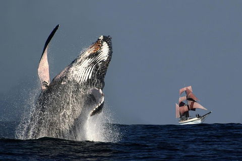 Sydney Harbour Tall Ship Whale & Sail - Whale Watching Cruise - Accommodation Daintree 0