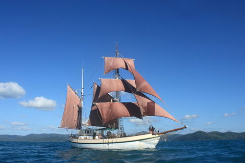 Sydney Harbour Tall Ship Whale & Sail - Whale Watching Cruise - Accommodation Daintree 1