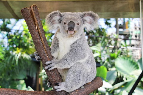 Cairns ZOOM And Wildlife Dome - Accommodation Daintree 0