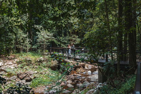 Springbrook AndTamborine Rainforest Tour Incl Natural Bridge And Glow Worm Cave - Accommodation Daintree 3