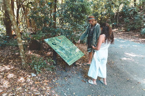 Springbrook AndTamborine Rainforest Tour Incl Natural Bridge And Glow Worm Cave - Accommodation Daintree 5