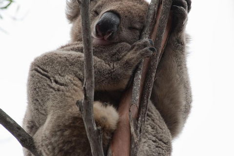 2-Day Kangaroo Island 4WD Small-Group Tour From Adelaide - Accommodation Daintree 0