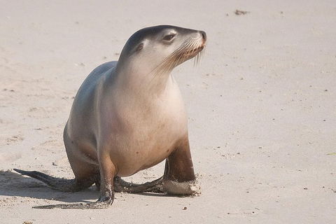2-Day Kangaroo Island 4WD Small-Group Tour From Adelaide - Accommodation Daintree 4