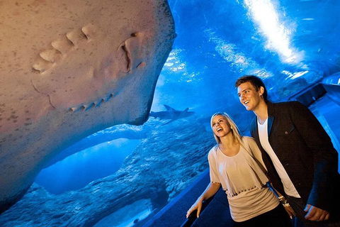 Dive With Sharks At AQWA - Accommodation Daintree 0
