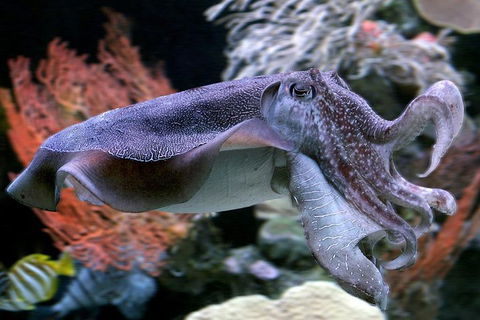 Dive With Sharks At AQWA - Accommodation Daintree 1