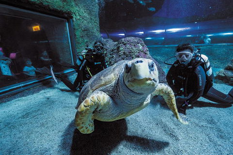 Dive With Sharks At AQWA - Accommodation Daintree 2