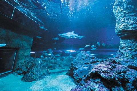 Dive With Sharks At AQWA - Accommodation Daintree 3