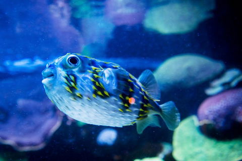 Dive With Sharks At AQWA - Accommodation Daintree 4