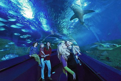 Dive With Sharks At AQWA - Accommodation Daintree 5