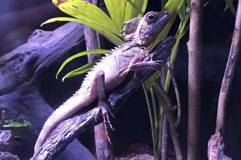 Cairns Aquarium Admission Ticket - Accommodation Daintree 0
