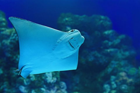 Cairns Aquarium Admission Ticket - Accommodation Daintree 2
