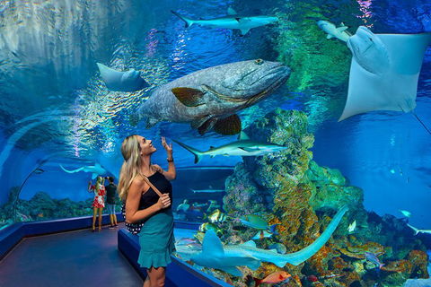 Cairns Aquarium Admission Ticket - Accommodation Daintree 3