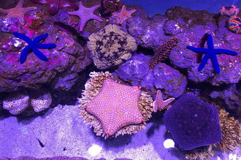 Cairns Aquarium Admission Ticket - Accommodation Daintree 5