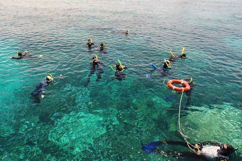 Seastar Luxury Outer Great Barrier Reef Island And Reef Tour From Cairns - Accommodation Daintree 2