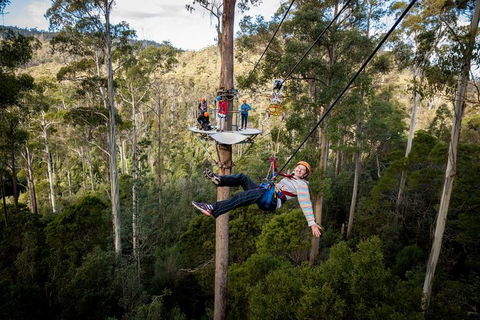 Hollybank Wilderness Adventure - Zipline Tours - Accommodation Daintree 0