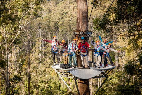 Hollybank Wilderness Adventure - Zipline Tours - Accommodation Daintree 1
