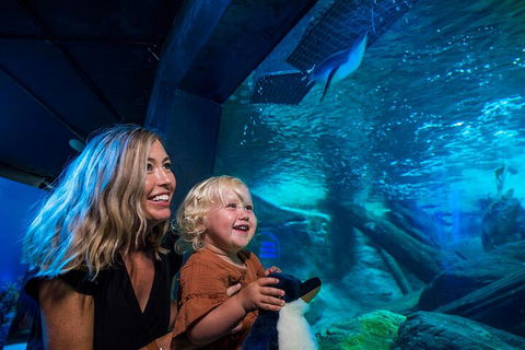 SEA LIFE Sunshine Coast Aquarium Entrance Ticket - Accommodation Daintree 0