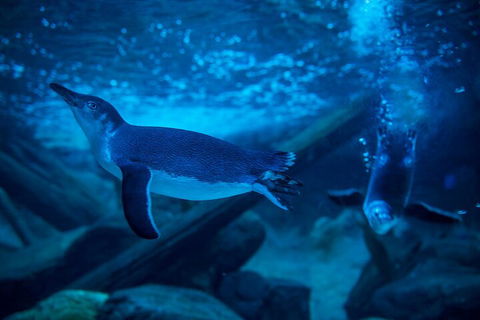 SEA LIFE Sunshine Coast Aquarium Entrance Ticket - Accommodation Daintree 1