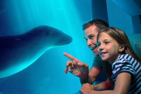 SEA LIFE Sunshine Coast Aquarium Entrance Ticket - Accommodation Daintree 2
