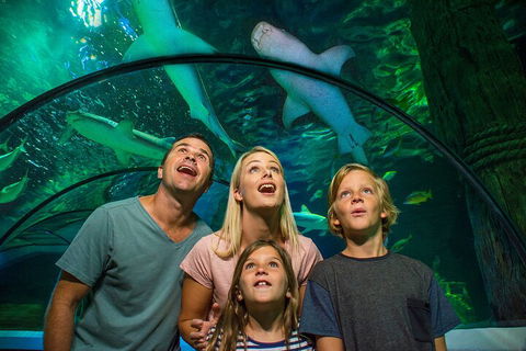 SEA LIFE Sunshine Coast Aquarium Entrance Ticket - Accommodation Daintree 3
