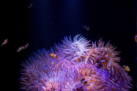 SEA LIFE Sunshine Coast Aquarium Entrance Ticket - Accommodation Daintree 4